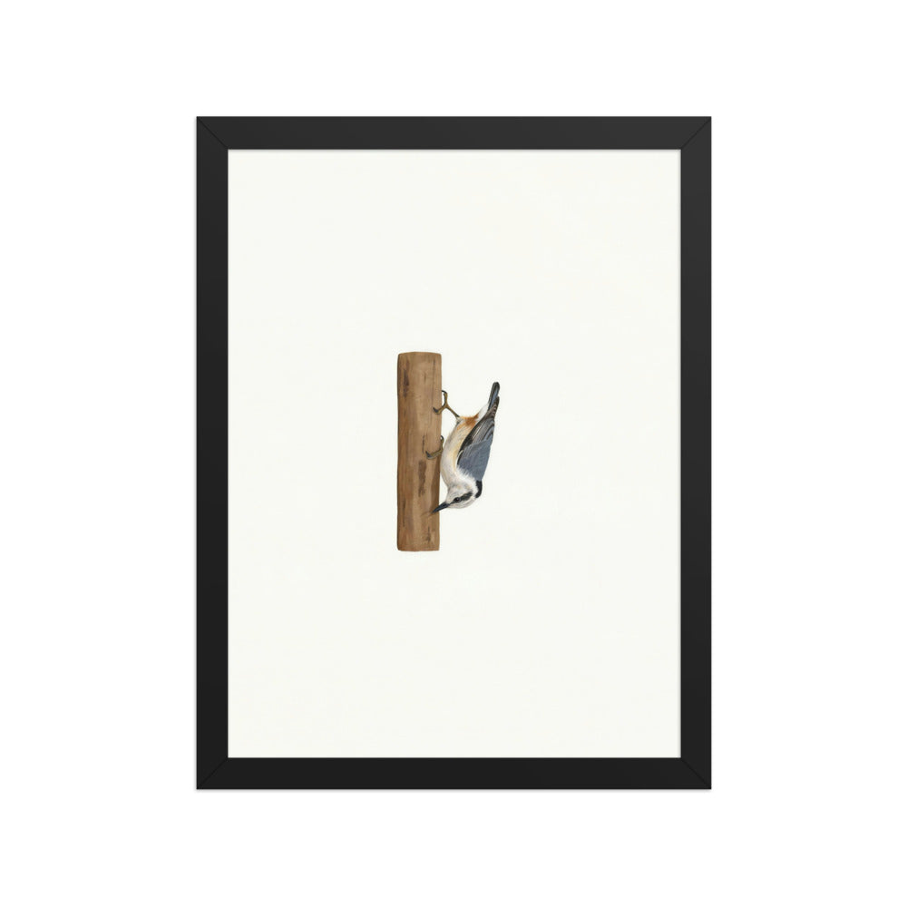 A Different Way Down framed nuthatch wall art in a black frame: a White-breasted Nuthatch walking head-first down a short tree trunk on an ivory background